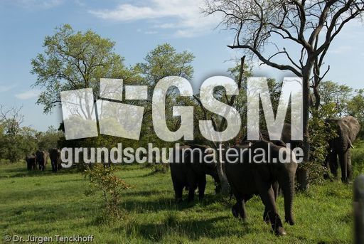 Afrikanischer Elefant (102 von 131).jpg